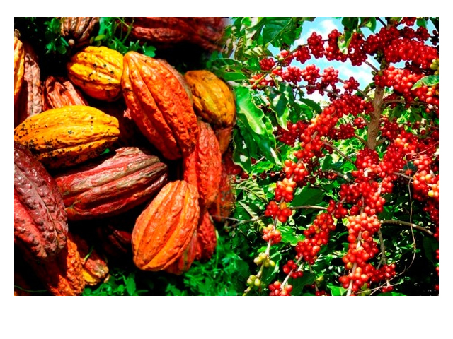 cafe cacao image