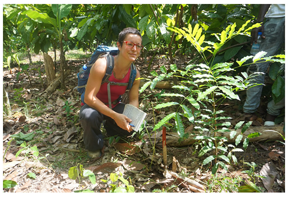 champ cacao agro 2